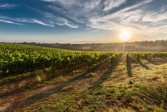 Wine Aromas: An Adventure in Spanish and French Wines